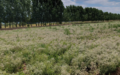 El orégano, protagonista del nuevo circuito turístico de aromáticas en San Carlos