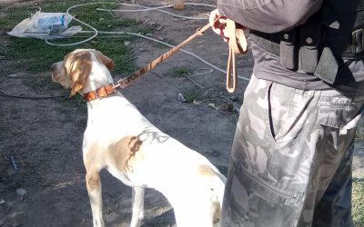 Siguió el rastro del robo, encontró los objetos y hubo un detenido: Fito volvió a ser clave en un operativo en Junín