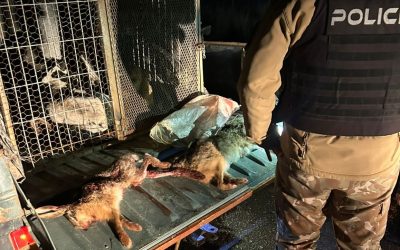 Cayeron presuntos cazadores furtivos con galgos y liebres en San Martín