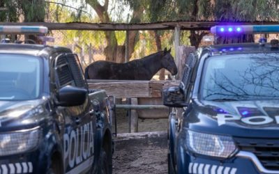 La Policía Rural avanzó en la investigación de un caso de abigeato en General Alvear