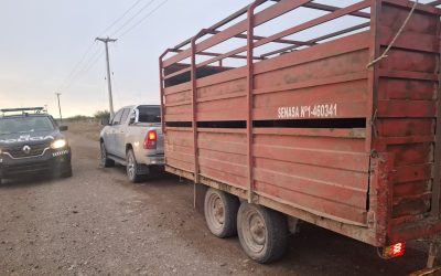 Controles de Policía Rural: secuestraron animales y un tráiler en General Alvear y Maipú