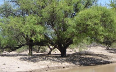 La Dirección de Áreas Protegidas modernizó el sistema de cálculo de multas por desmontes de flora y bosques nativos