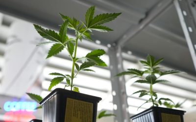 Mendoza reglamenta el acceso al cannabis medicinal y creó el primer programa veterinario del país