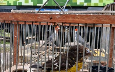 Biodiversidad y Ecoparque recibió aves silvestres rescatadas en un operativo contra el tráfico ilegal de fauna en Maipú