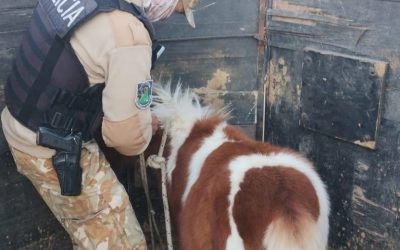 Ofrecía un caballo robado por redes sociales: la Policía de Mendoza lo recuperó y detuvo a un hombre en San Rafael