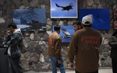 Más de 280 personas ya visitaron la muestra del Cóndor Andino en el Ecoparque Mendoza