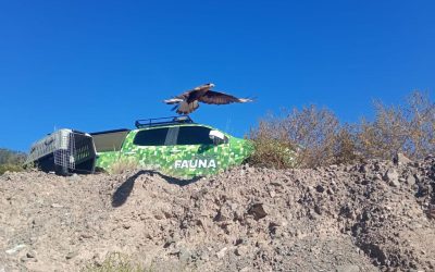Día Internacional contra el Tráfico Ilegal de Fauna Silvestre: Mendoza se consolida como líder en la protección de la biodiversidad