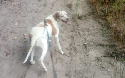 Fila siguió el rastro de un robo y encontró dónde escondían los elementos sustraídos