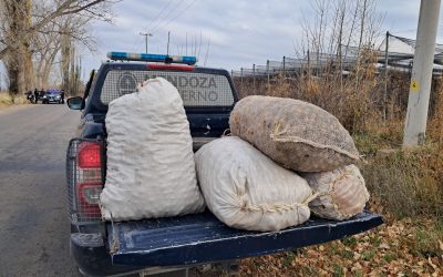 Tupungato: la Policía recuperó 250 kilos de nueces sustraídas y detuvo a un hombre