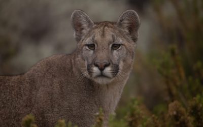 Con el frío aumenta la presencia de fauna silvestre en los valles: cómo actuar ante un encuentro con un puma