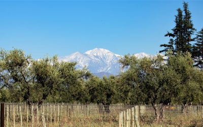 Mendoza ya forma a los primeros especialistas en oleoturismo del país