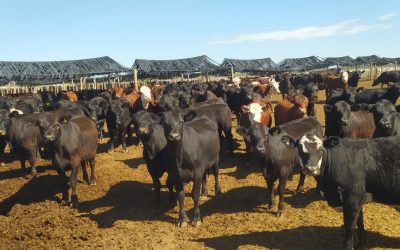La ganadería mendocina mejora sus indicadores productivos y consolida una mayor eficiencia reproductiva