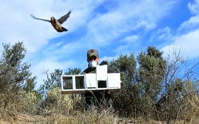 Más de 60 aves silvestres regresaron a la naturaleza tras meses de recuperación y rehabilitación