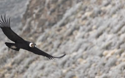 Día Mundial del Cóndor Andino: un pichón de siete meses, símbolo de la esperanza para la especie