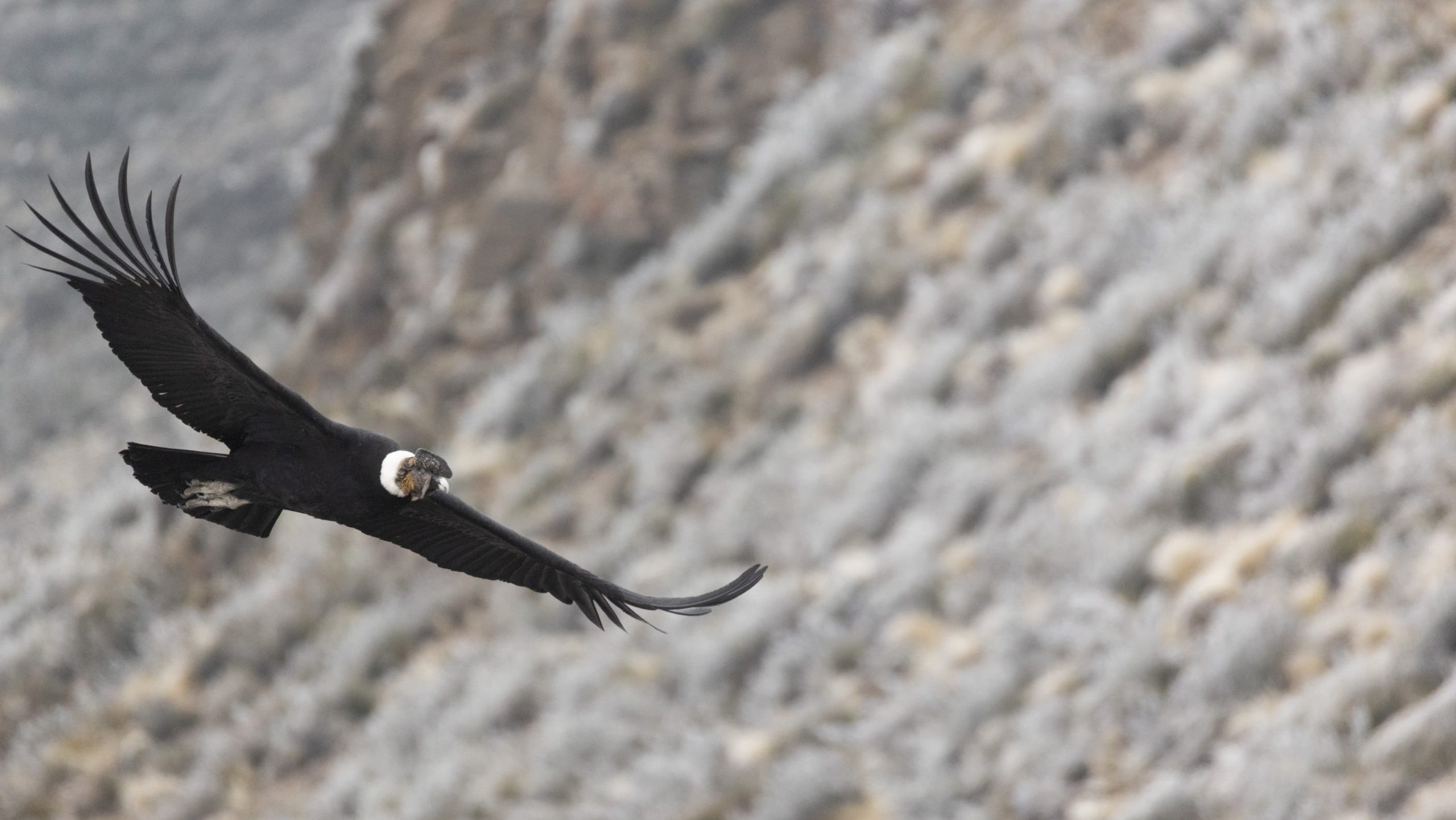 condor