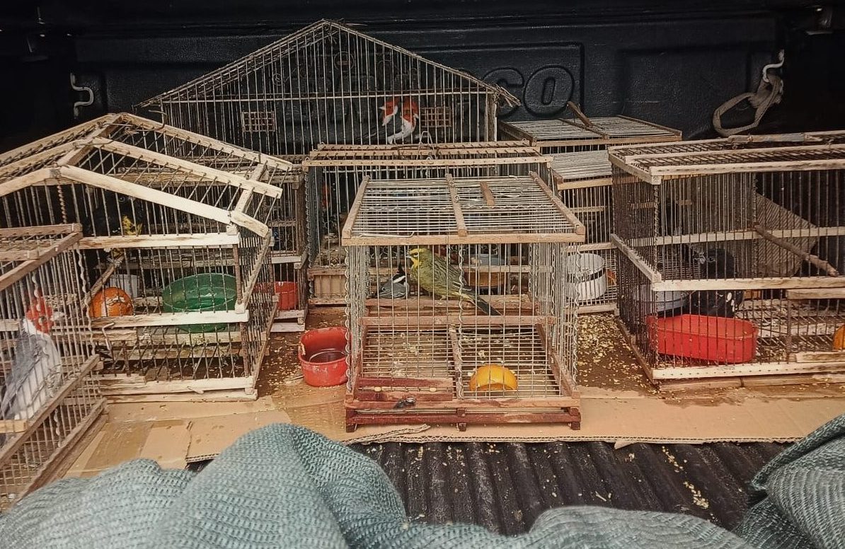 aves jaula trafico