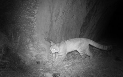 Un nuevo registro de gato andino reafirma la importancia de Mendoza para la conservación de la especie