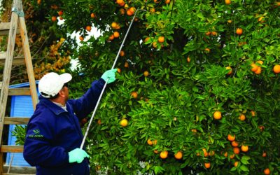 Protección fitosanitaria: el Iscamen brinda servicio gratuito de cosecha de cítricos urbanos