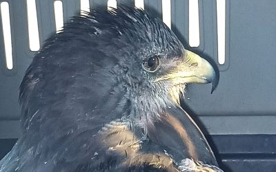 Rescataron en Malargüe un águila mora con graves heridas y la trasladaron al Ecoparque para su recuperación