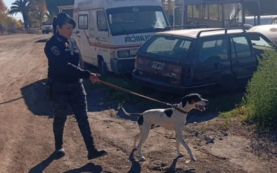 El olfato de Balto fue clave para recuperar bienes robados en una vivienda de Villa Atuel